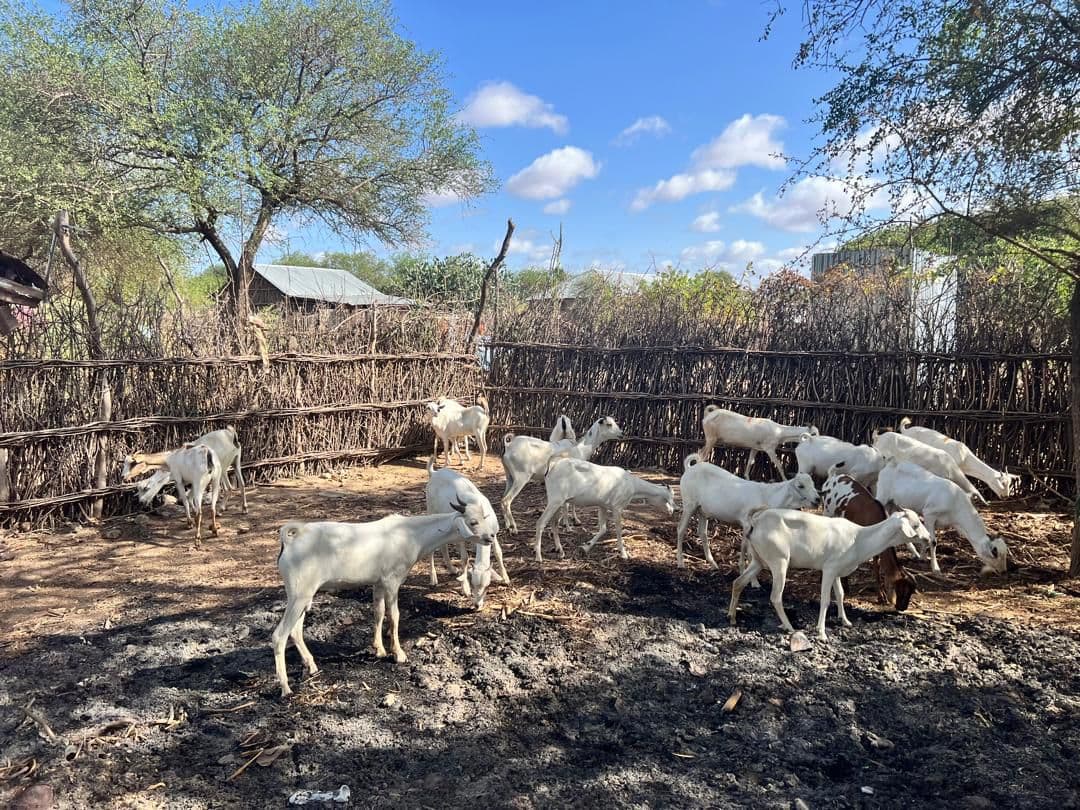 Udhiya 2026 — sheep for vulnerable families