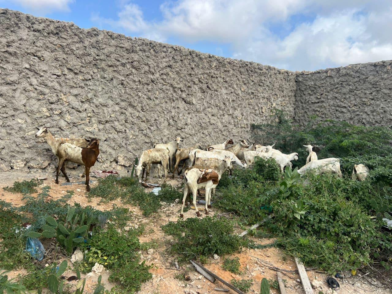 Udhiya 2026 — sheep for vulnerable families.